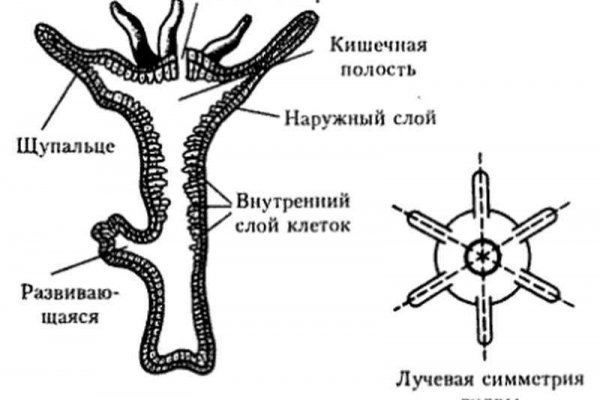 Сливы darknet mega